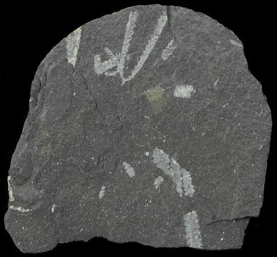 Fossil Graptolites (Didymograptus) - Great Britain #67983
